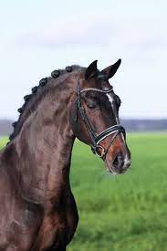 Riga,marie b 3460 bekkevoort, herenbosstraat 3 8. Diamond Hit Gestut Sprehe