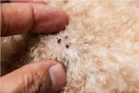 Where do fleas hide on dogs? Common Myths About Fleas