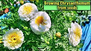 How To Grow Chrysanthemum From Seeds Step By Step Easy Way To Germinate Chrysanthemum In English Youtube