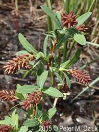 Image result for Balanites pedicellaris