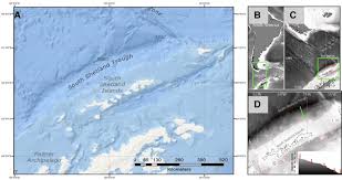 Image result for Pleiocarpa bicarpellata