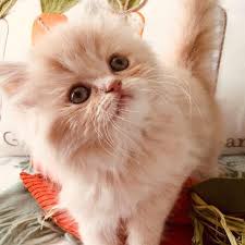 Consider this amazon's choice product that delivers quickly. Cats Kittens Available For Adoption Sale Near Me Home Facebook