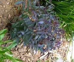 Image result for Clematis recta atropurpurea