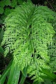 Image result for Asplenium currorii