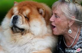 Photos From the 2021 Westminster Dog Show