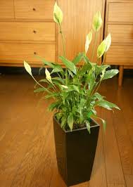 インテリア 半日陰 室内でも育つ観葉植物 naver まとめ plants odai