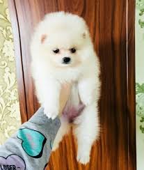 Pomeranian Boo Pomeranian Boo Kopek Kopekseverler Kopeksahiplendirme Kopekyavrusu Evcilhayvan Evcilhayvanurunleri Sati Pomeranian Boo Pomeranian Pets