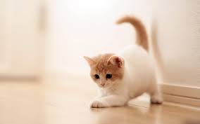 A collection of the top 42 cute cat wallpapers and backgrounds available for download for free. Hd Wonderful Background Best 10 Cute Cat Wallpapers In The World