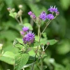 Image result for Gutenbergia cordifolia