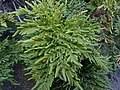 Image result for Cheilanthes angustifrondosa