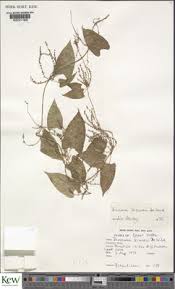 Image result for Dioscorea praehensilis