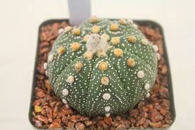 Tough things sometimes come in small packages. Spotted At The Local Society Show Last Weekend This Primo Texas Star Cactus Astrophytum Asterias Spottedget It I Texas Star Succulents Rio Grande Valley