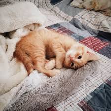 Kaz Knows How To Work His Cuteness And Then Some Cats Cute Cats Kittens Cutest
