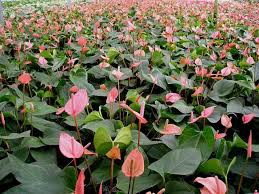 República de costa rica), is a country in central america, bordered by nicaragua to the north, the caribbean sea to the northeast. Pp292 Pp292 Anthurium Diseases Identification And Control In Commercial Greenhouse Operations
