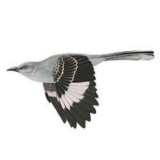 Northern Mockingbird Brown Bird With White Stripes On Wings And Tail Northern Mockingbird Flight Illustration Bird Illustration Illustration Colorful Feathers