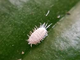 Image result for Mealybug cucumber