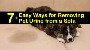 Then add half a cup of salt to two quarts of water and use this to further sponge the area and rinse with plain water. 7 Easy Ways For Removing Pet Urine From A Sofa