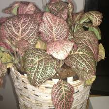 This genus is considered a representative of the acanthus family and comprises about ten species. Fittonia Verschaffeltii Pink Angel Pink Veined Nerve Plant Uploaded By Plantobsessions