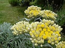 Image result for Helichrysum ellipticifolium