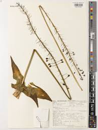 Image result for Merwilla lazulina