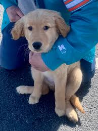 Nigerian doeling for sale in Valparaiso Indiana