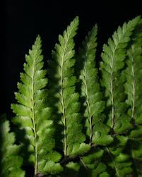 Image result for Microlepia speluncae