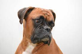 Boxer Dog Facts Anatomy Ancestry Nature More Facts Net
