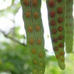 Image result for Pleopeltis macrocarpa