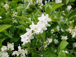 Key characteristics leaves consisting of a narrow blade and a tubular sheath around the stem; The Most Fragrant Shrubs Types Of Shrubs Hgtv