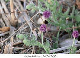 Image result for Sphaeranthus peduncularis