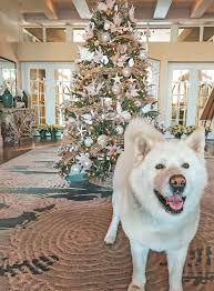 Holiday Activities Fun At L Auberge Del Mar San Diego In 2020 Holiday Activities Holiday Santa Paws