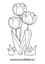 Ausmalbild Tulpen Blumen Ausmalen Blumen Ausmalbilder Malvorlagen Blumen