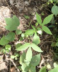 Image result for Hibiscus lobatus