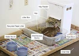 How To Care For A Pet Rabbit My House Rabbit Rabbit Litter Indoor Rabbit Pet Bunny Rabbits