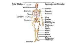 206 Bones Of The Body Diagram