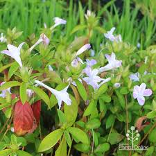 Image result for Barleria oxyphylla