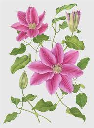 Check spelling or type a new query. Clematis Kathy Pickles Flower Drawing Botanical Illustration Botanical Flowers
