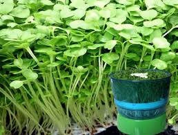 Image result for RAU MẦM CẢI XANH