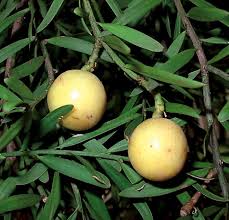 Image result for Afroqueta capensis