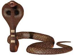 3d Snake 1 2 By Cyborgerotica Deviantart Com On Deviantart Snake Snake Drawing Anaconda Snake