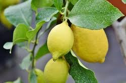 Quels Engrais Naturels Sont Recommandes Pour Un Citronnier