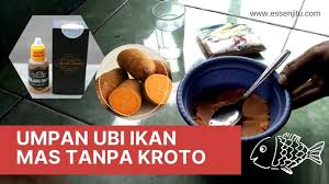 Justru cara tersebut akan membuat ikan mas malas untuk mendekati pancinganmu. Resep Umpan Ubi Ikan Mas Tanpa Kroto Paling Mantap 2019 Atmago