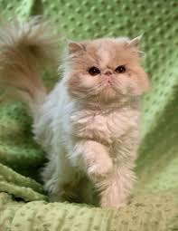 We rescue persians and other fluffies, and rehome to new loving homes. Pets For Adoption At Persian Purebred Purrbaby Rescue In Columbus Oh Petfinder
