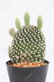 As with most cacti, your bunny ears cactus doesn't need much water at all. Bunny Ears Cactus Opuntia Microdasys In A Pot Stock Photo Picture And Royalty Free Image Image 28394896