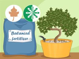 Bonsai uses very careful pruning, wiring and small containers to maintain the size of the trees. Simple Ways To Revive A Bonsai Tree 13 Steps With Pictures