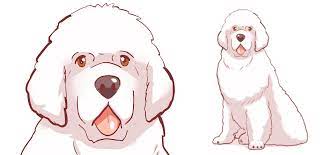 White Newfoundland Dog - Your Guide To The Pale Newfie