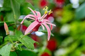 Image result for Passiflora sanguinolenta