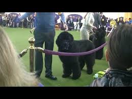 When the 2021 westminster dog show gets underway on saturday, things are going to look a bit different than they have in past years—that starts with the fact that the event will be taking place. Newfoundland Westminster Dog Show 2020 Youtube
