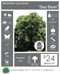 Image result for Maranthes