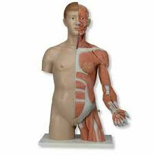 How do muscles move bones? Anatomy Model Human Muscled Torso